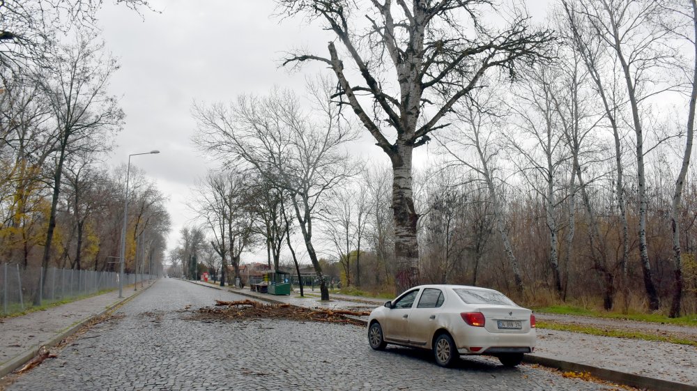 Edirne'de seyir halindeki otomobilin üzerine ağaç devrildi