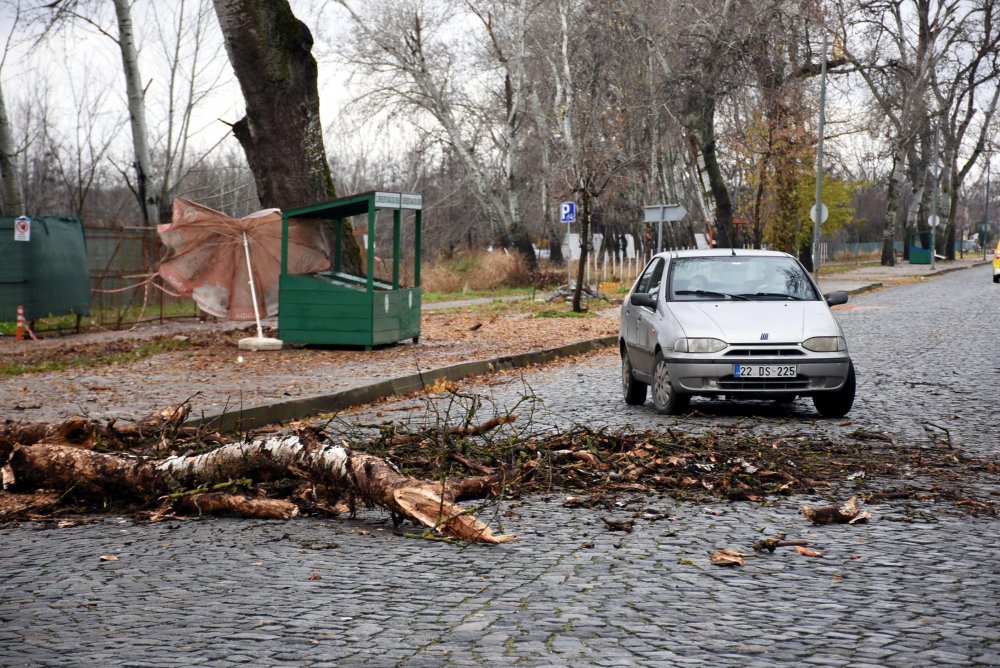 Edirne'de seyir halindeki otomobilin üzerine ağaç devrildi