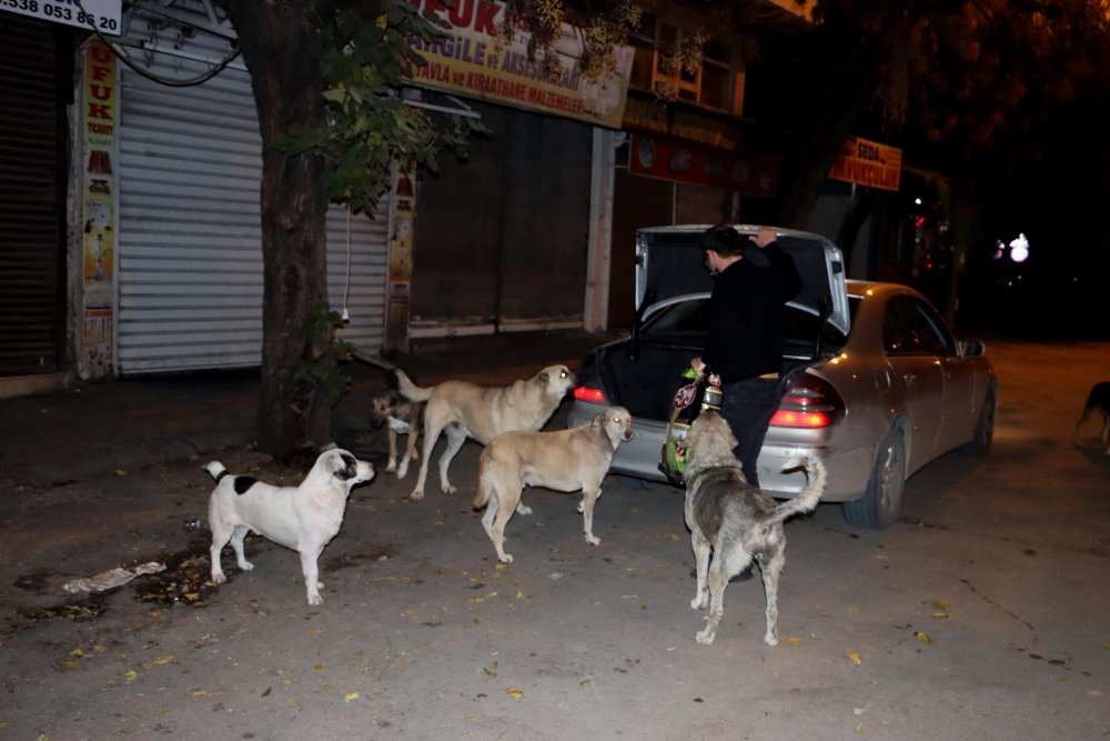 Hatay'da hayvanseverler, kısıtlamadan dolayı aç kalan sokak hayvanlarını besledi