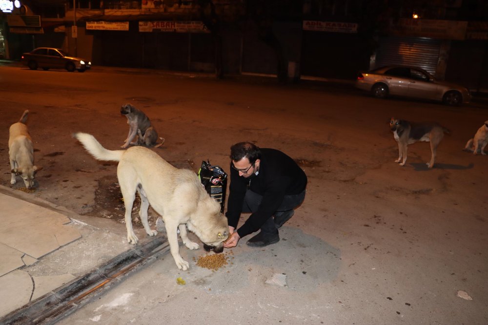 Hatay'da hayvanseverler, kısıtlamadan dolayı aç kalan sokak hayvanlarını besledi