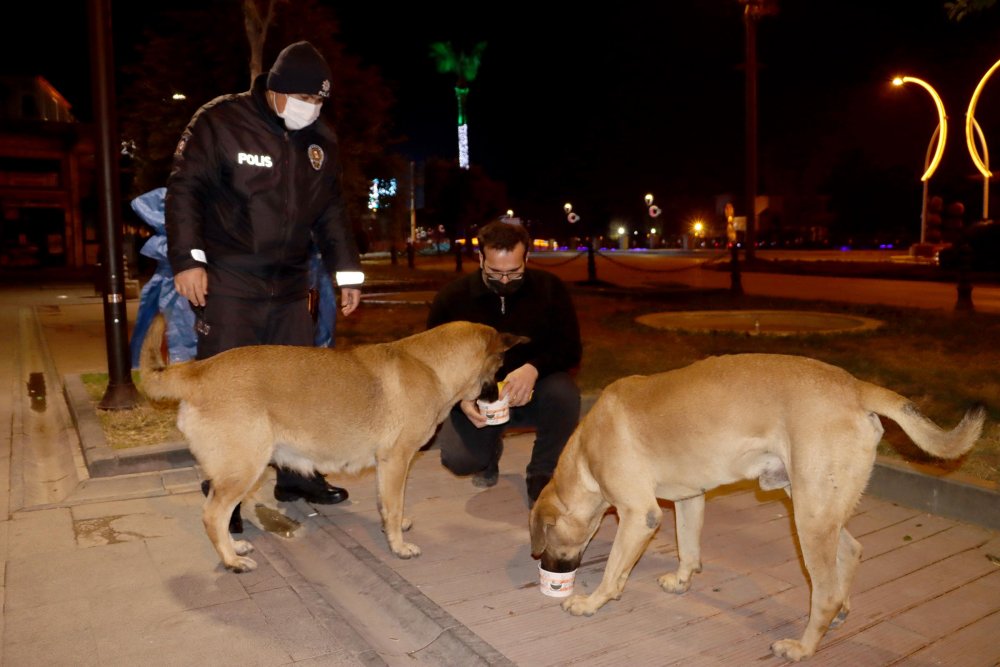Hatay'da hayvanseverler, kısıtlamadan dolayı aç kalan sokak hayvanlarını besledi