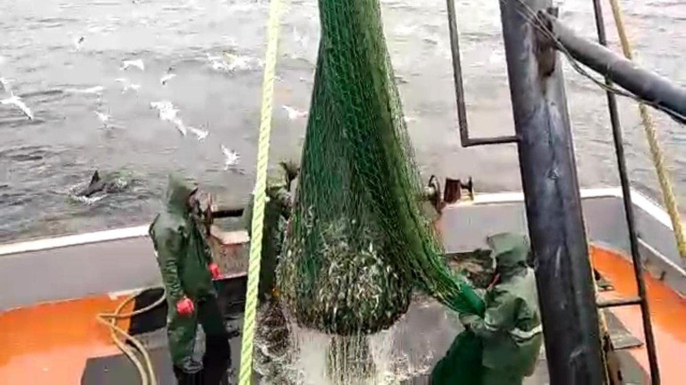 Sarıkanat balıkçıların yüzünü güldürdü