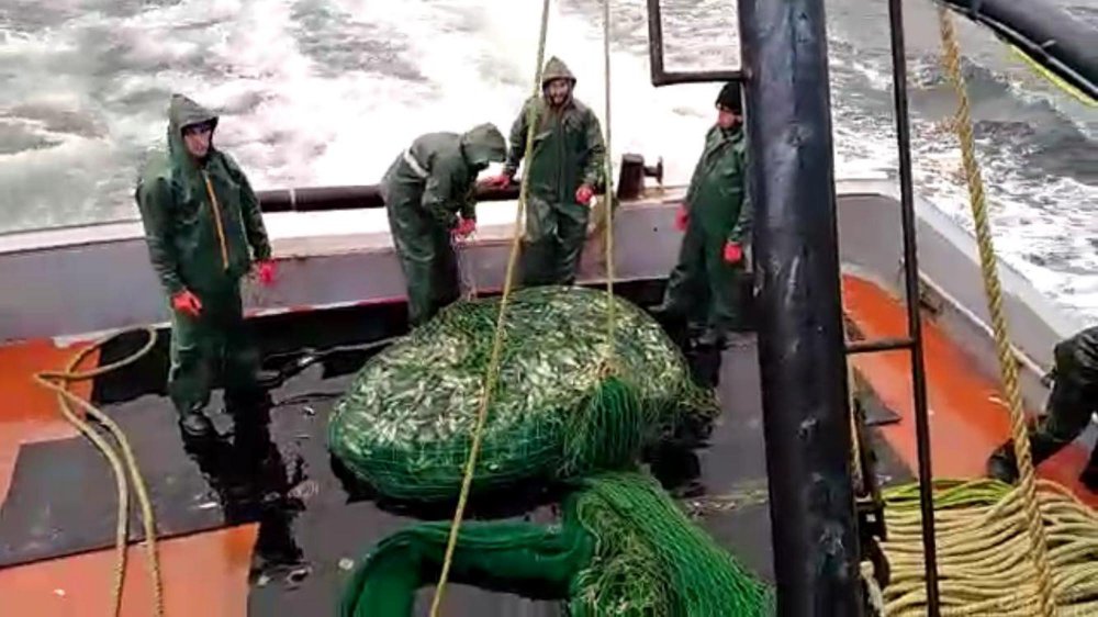 Sarıkanat balıkçıların yüzünü güldürdü