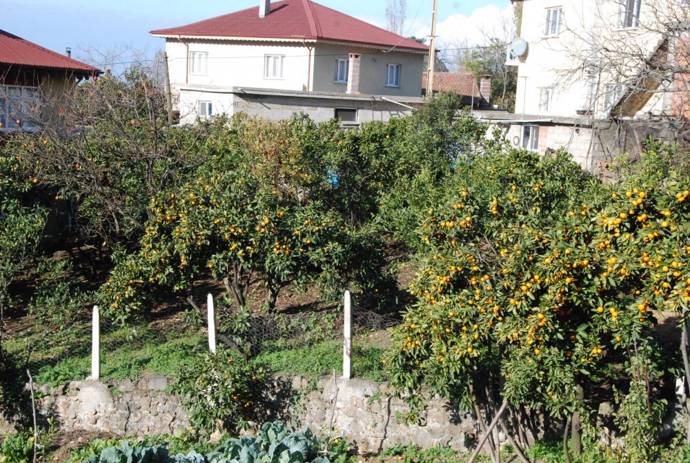 Bartın'da 45 aile bahçelerinde mandalina, limon ve portakal yetiştiriyor