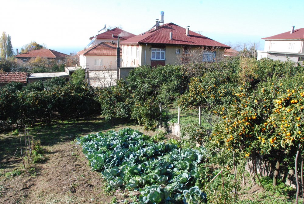Bartın'da 45 aile bahçelerinde mandalina, limon ve portakal yetiştiriyor