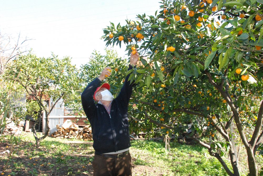 Bartın'da 45 aile bahçelerinde mandalina, limon ve portakal yetiştiriyor