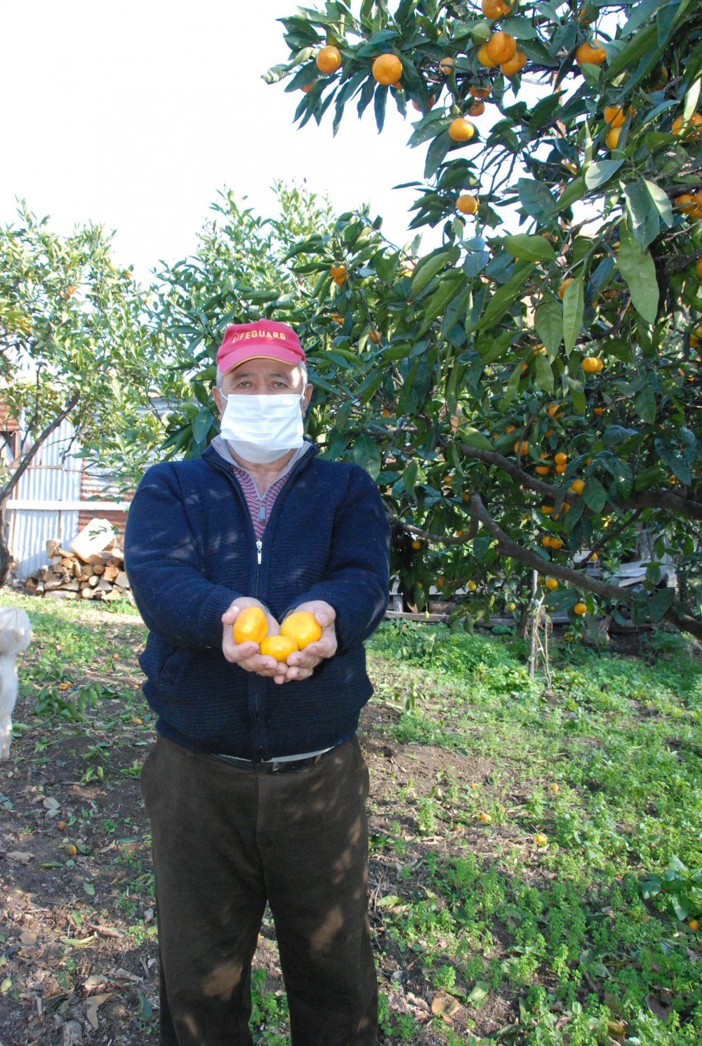 Bartın'da 45 aile bahçelerinde mandalina, limon ve portakal yetiştiriyor