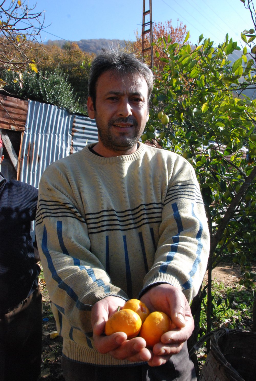 Bartın'da 45 aile bahçelerinde mandalina, limon ve portakal yetiştiriyor