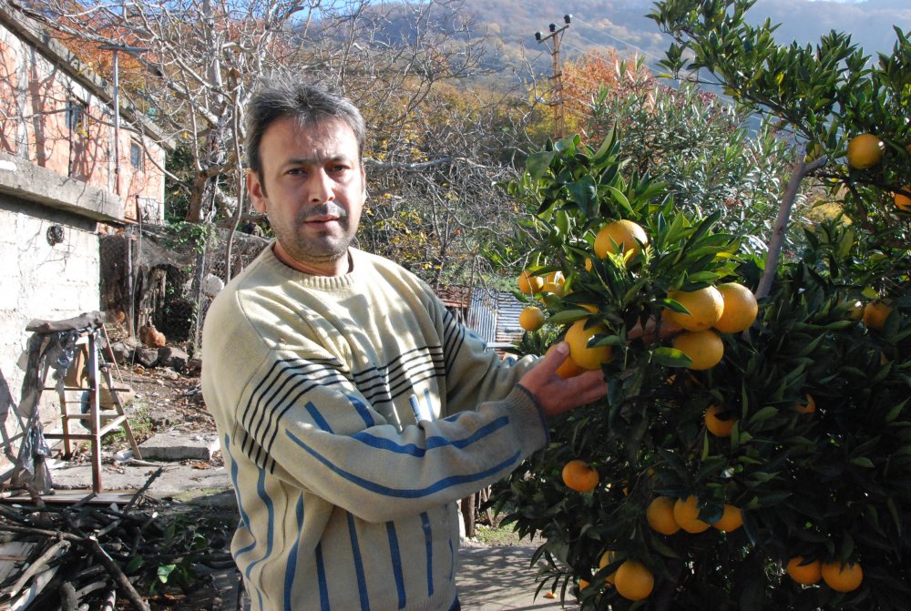 Bartın'da 45 aile bahçelerinde mandalina, limon ve portakal yetiştiriyor