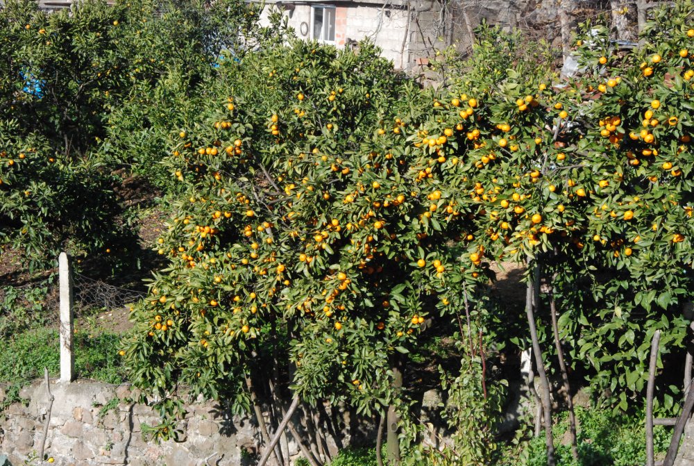 Bartın'da 45 aile bahçelerinde mandalina, limon ve portakal yetiştiriyor