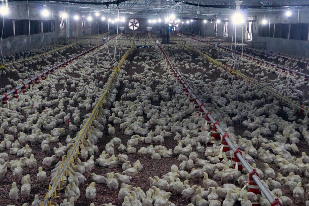'Koronavirüs aşılarının benzeri, hayvanlar üzerinde başarıya ulaştı'