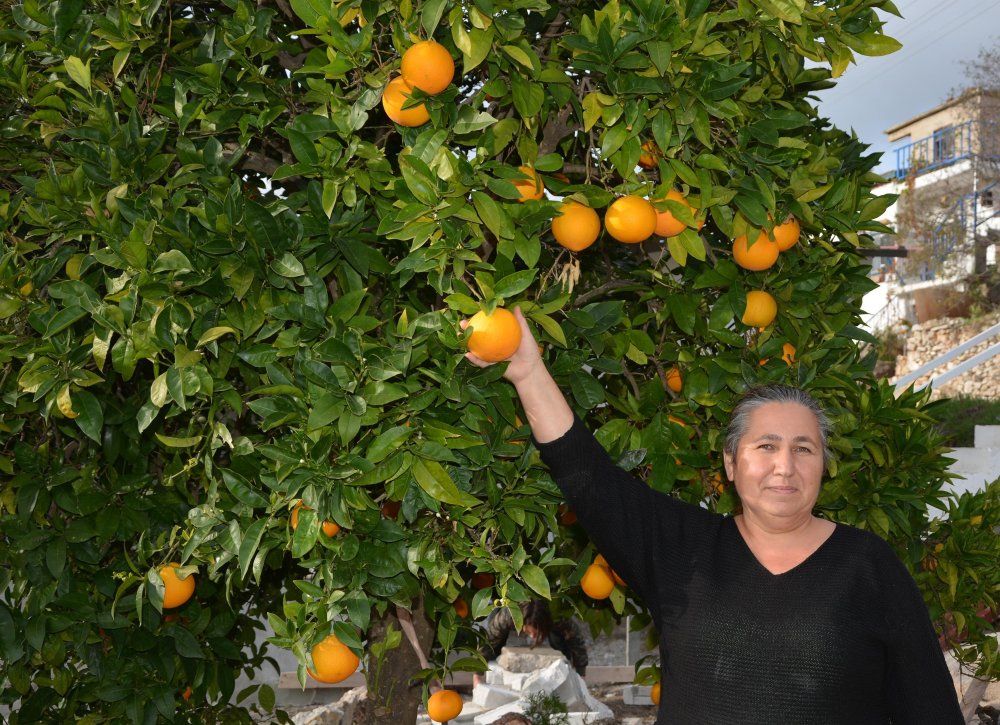 'Yalancı bahar'a aldanan badem ağaçları çiçek açtı