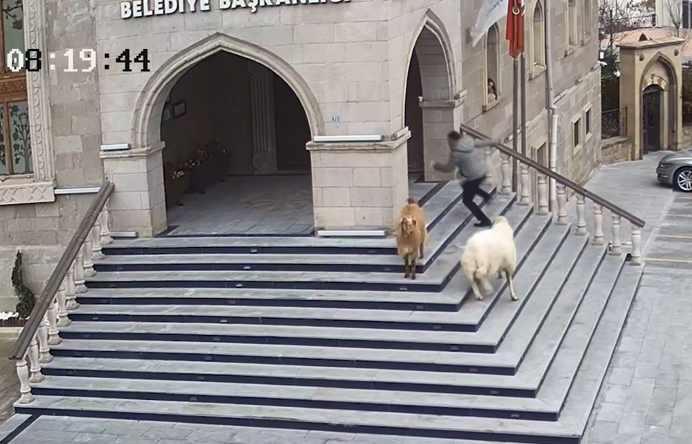 Belediye binasına girmeye çalışan koyun sürüsü ilginç görüntüler oluşturdu