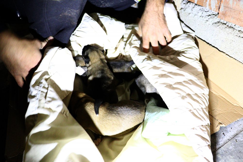 Ankara'da 6 sokak köpeği zehirlenerek öldürüldü