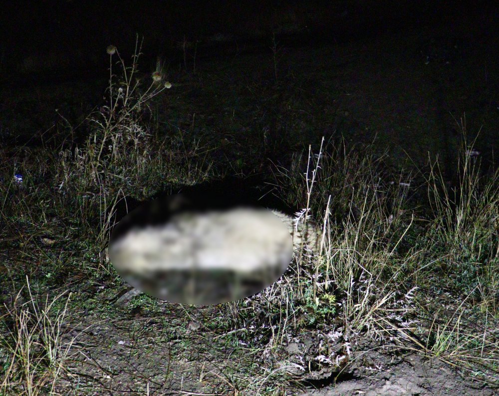 Ankara'da 6 sokak köpeği zehirlenerek öldürüldü