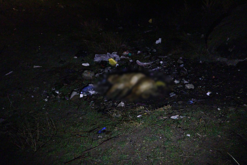 Ankara'da 6 sokak köpeği zehirlenerek öldürüldü