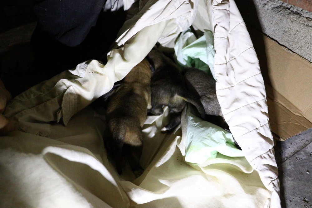Ankara'da 6 sokak köpeği zehirlenerek öldürüldü