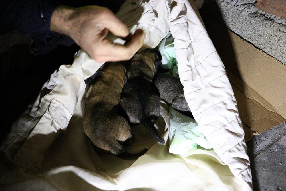 Ankara'da 6 sokak köpeği zehirlenerek öldürüldü