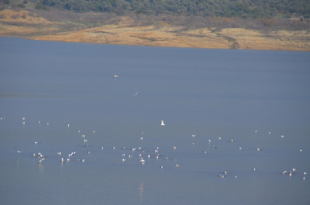 'Bodrum yaz sezonunda susuz kalabilir' uyarısı