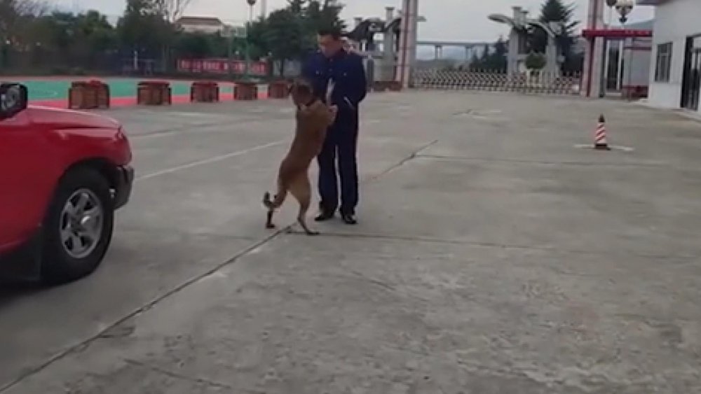 Çin’de arama köpeği, itfaiyeden emekli olan eğitimcisinin aracının peşini bırakmadı