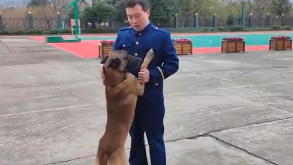 Çin’de arama köpeği, itfaiyeden emekli olan eğitimcisinin aracının peşini bırakmadı