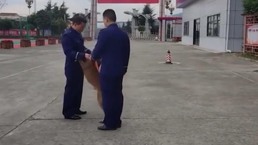 Çin’de arama köpeği, itfaiyeden emekli olan eğitimcisinin aracının peşini bırakmadı