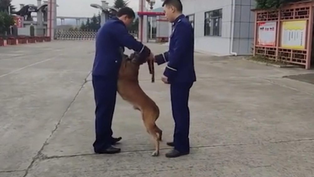 Çin’de arama köpeği, itfaiyeden emekli olan eğitimcisinin aracının peşini bırakmadı