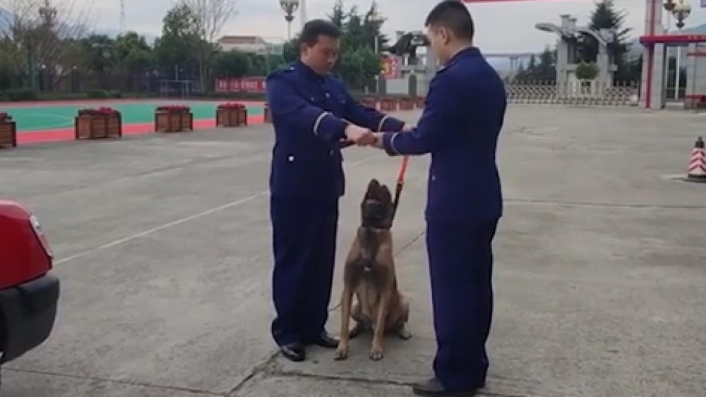 Çin’de arama köpeği, itfaiyeden emekli olan eğitimcisinin aracının peşini bırakmadı