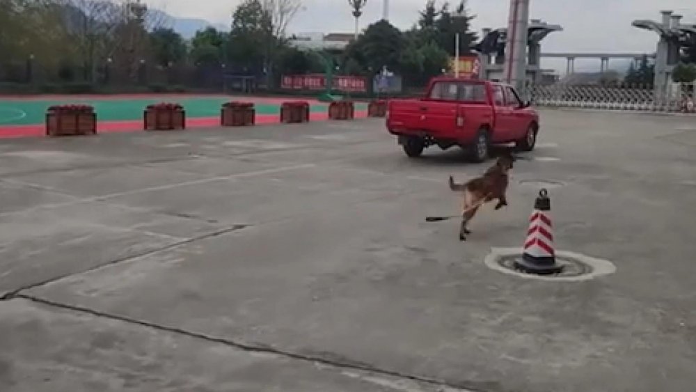 Çin’de arama köpeği, itfaiyeden emekli olan eğitimcisinin aracının peşini bırakmadı