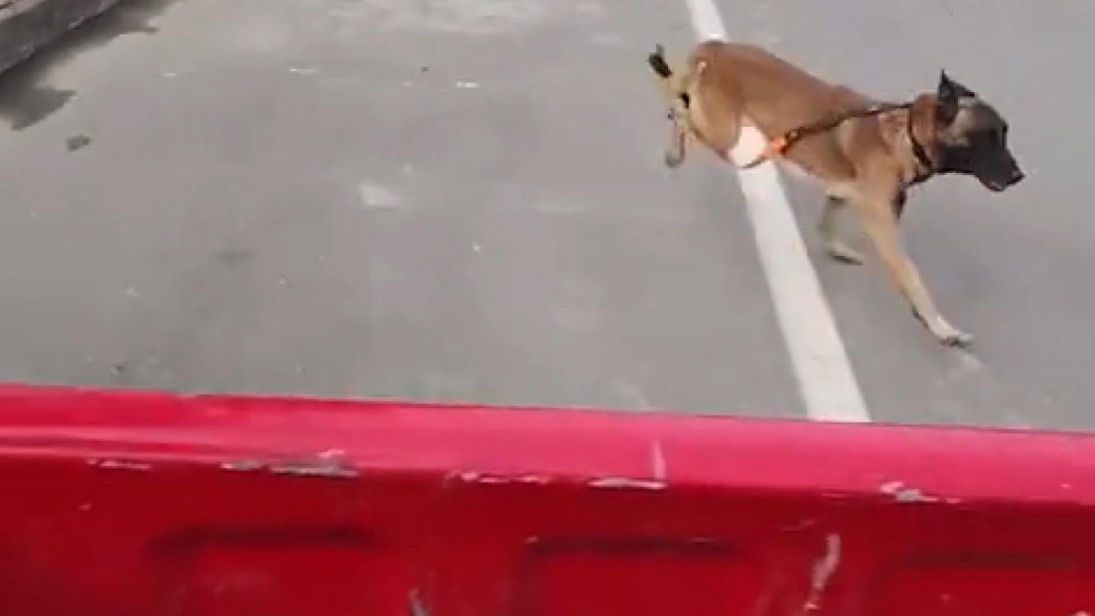 Çin’de arama köpeği, itfaiyeden emekli olan eğitimcisinin aracının peşini bırakmadı