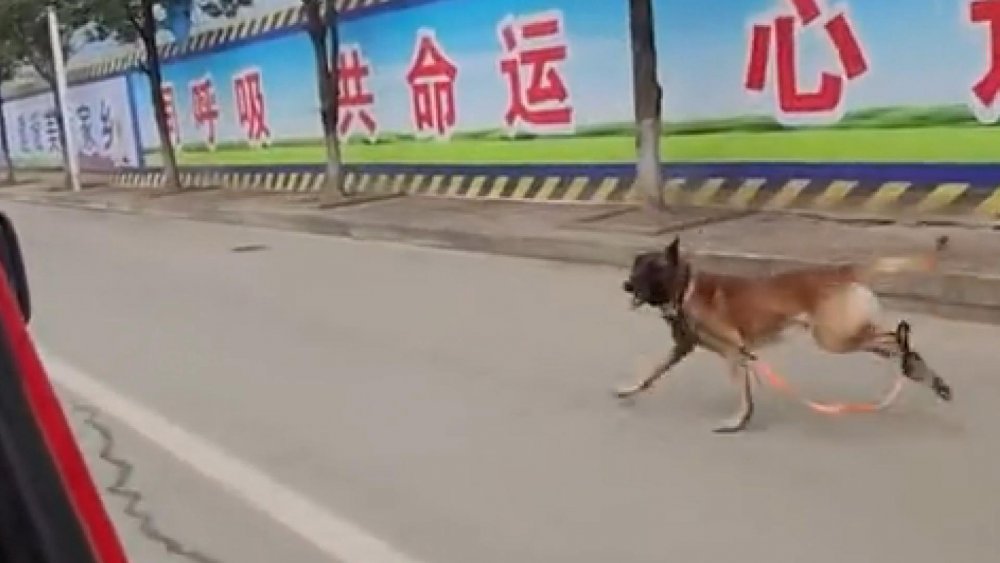 Çin’de arama köpeği, itfaiyeden emekli olan eğitimcisinin aracının peşini bırakmadı