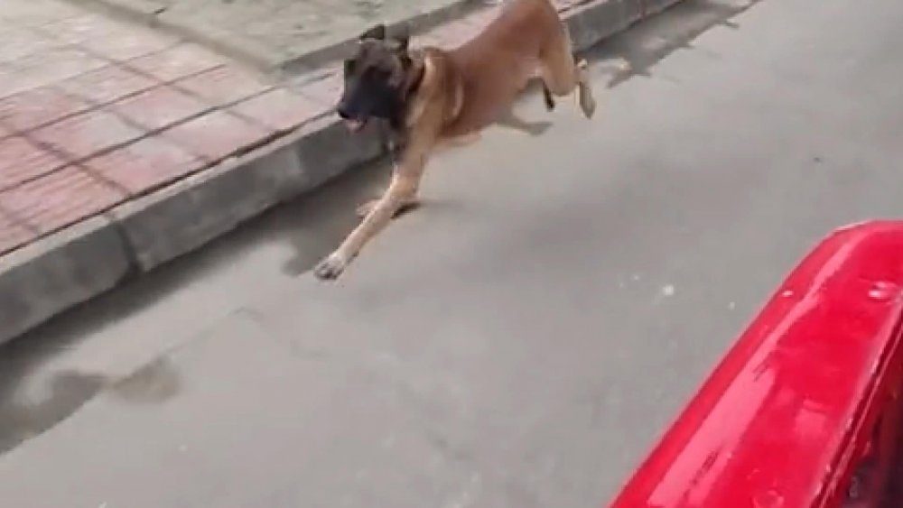 Çin’de arama köpeği, itfaiyeden emekli olan eğitimcisinin aracının peşini bırakmadı