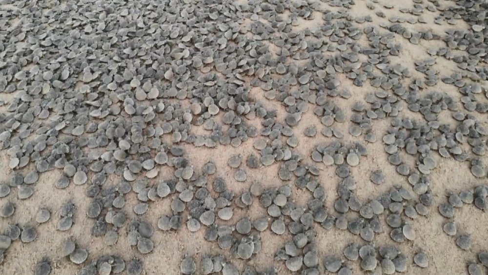 Amazon Nehri’nde kaplumbağa seli