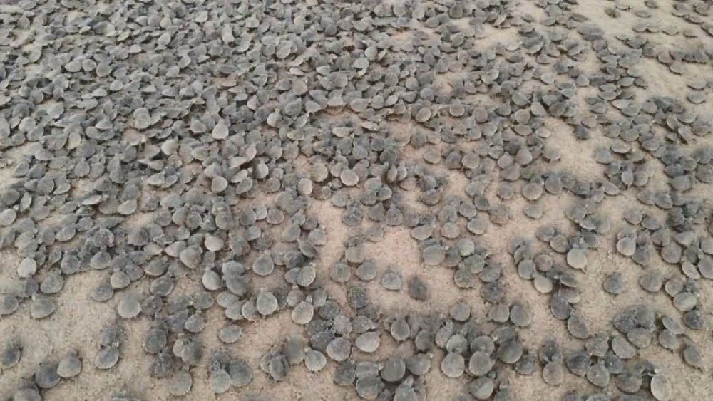 Amazon Nehri’nde kaplumbağa seli