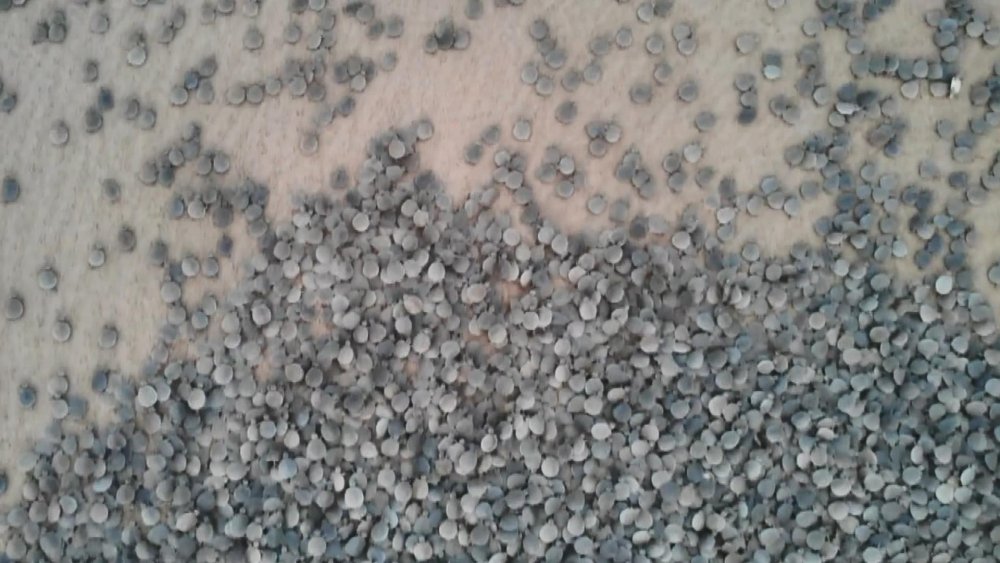 Amazon Nehri’nde kaplumbağa seli