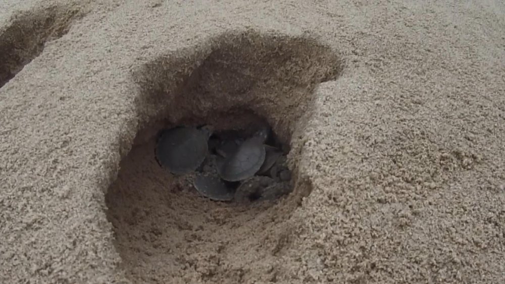 Amazon Nehri’nde kaplumbağa seli