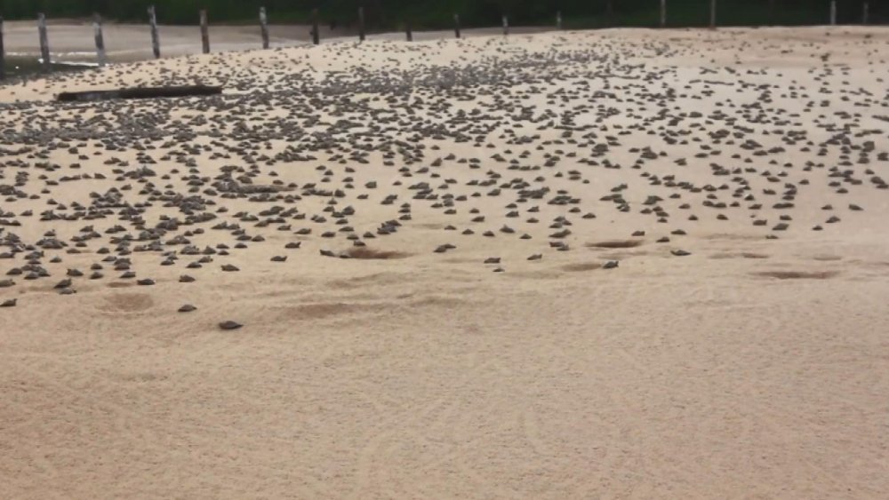 Amazon Nehri’nde kaplumbağa seli