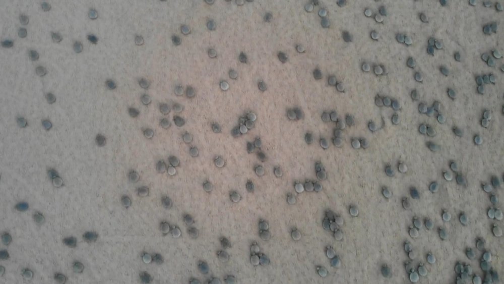 Amazon Nehri’nde kaplumbağa seli