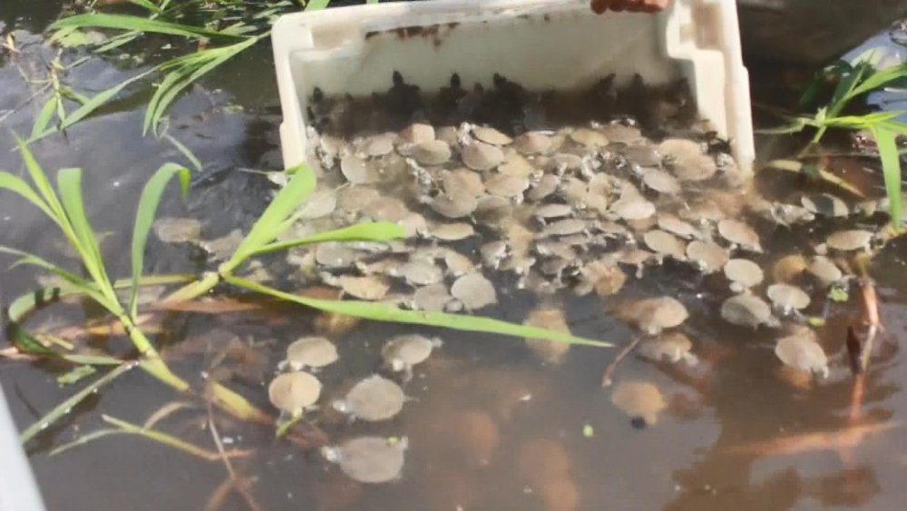 Amazon Nehri’nde kaplumbağa seli