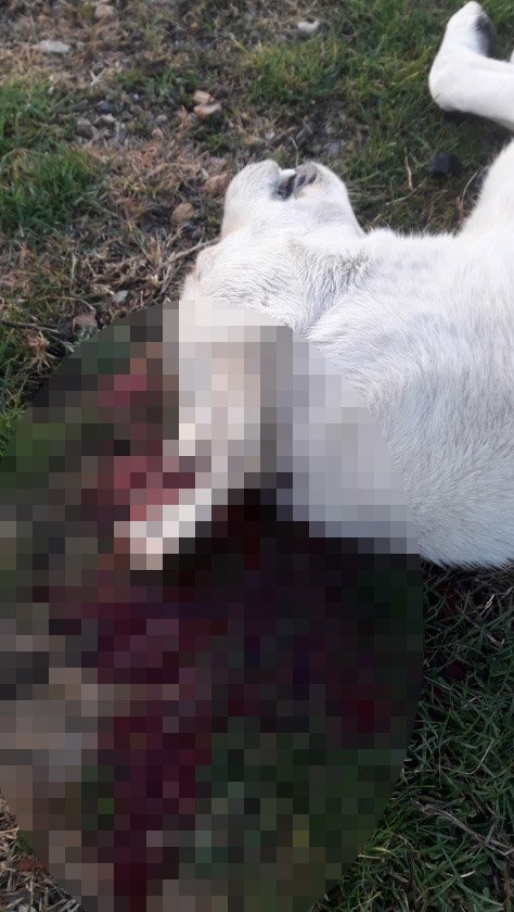 Avukata, sokak köpeğini vurarak öldürdüğü suçlaması