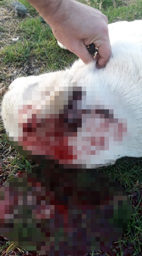 Avukata, sokak köpeğini vurarak öldürdüğü suçlaması