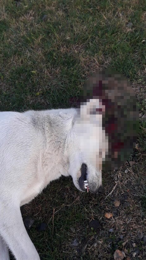 Avukata, sokak köpeğini vurarak öldürdüğü suçlaması