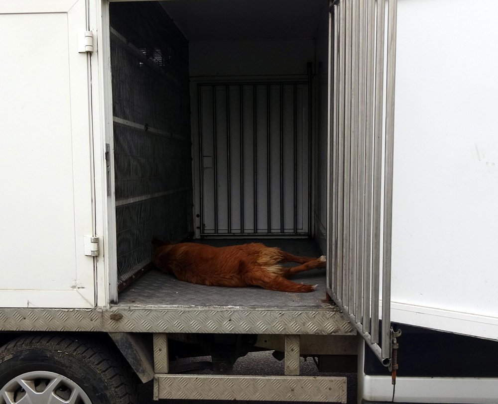 Balkona bağlanan köpek, ipe asılı halde ölü bulundu