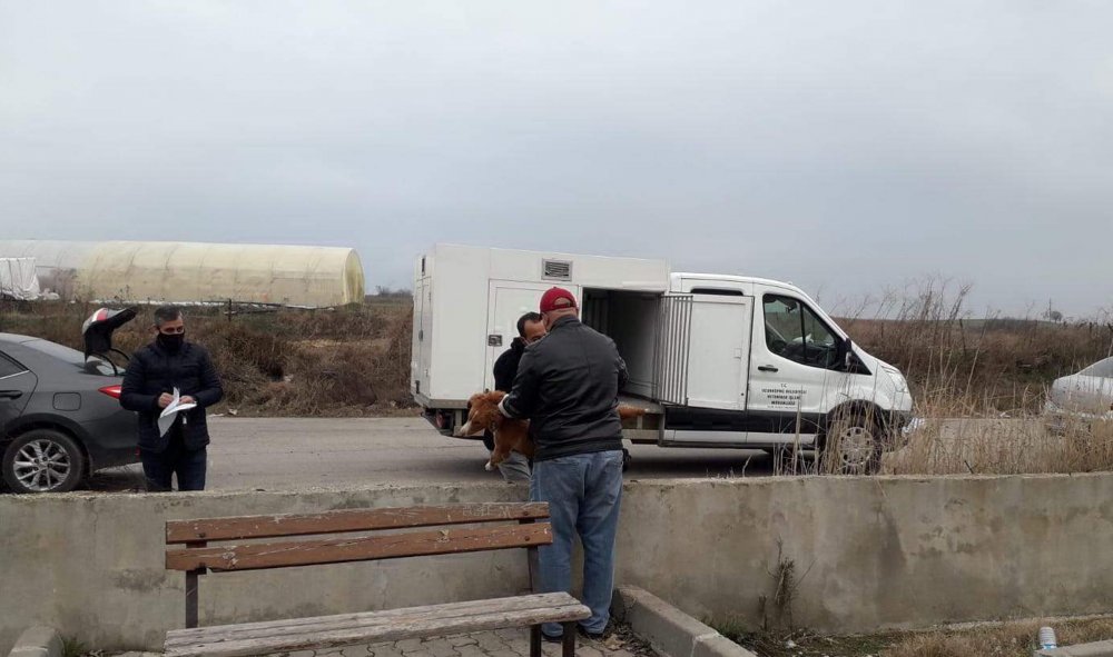 Balkona bağlanan köpek, ipe asılı halde ölü bulundu