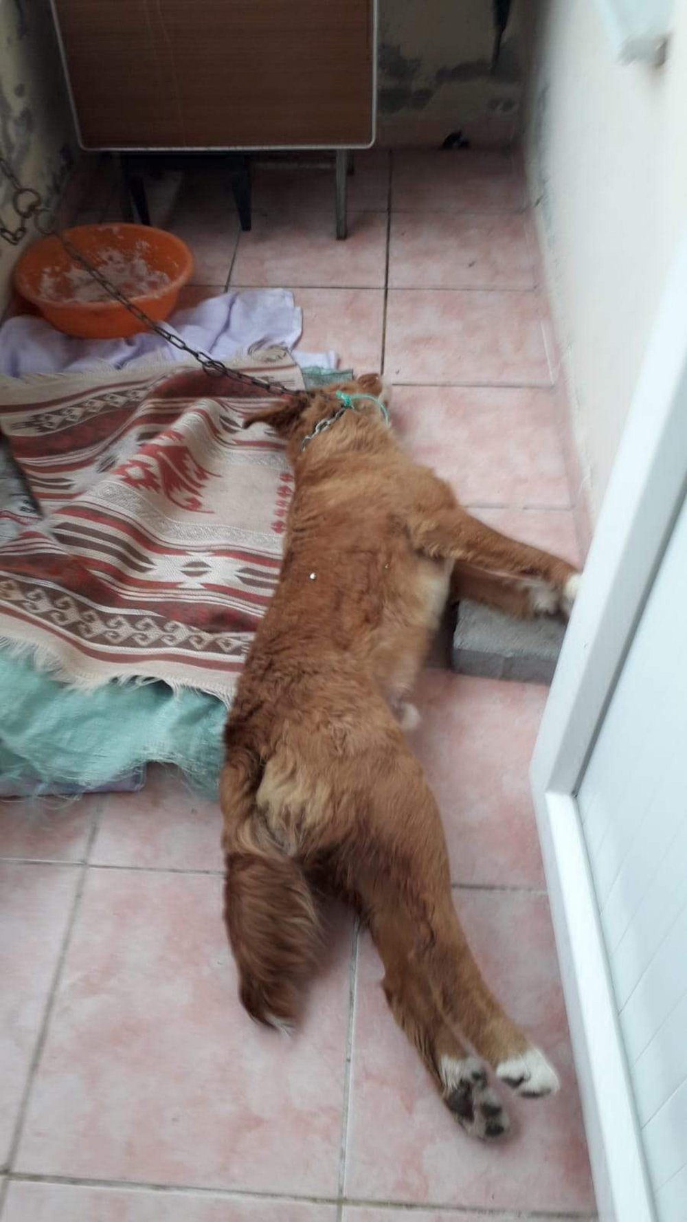 Balkona bağlanan köpek, ipe asılı halde ölü bulundu