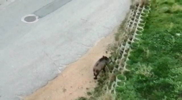 Bursa'da, yerleşim yerine inen domuzun yiyecek aradığı anlar kamerada