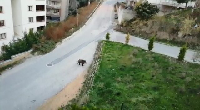 Bursa'da, yerleşim yerine inen domuzun yiyecek aradığı anlar kamerada
