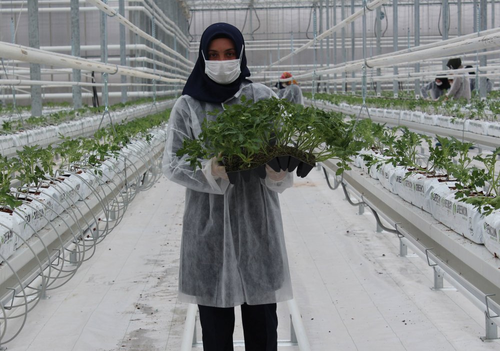 Jeotermal suyla ısıtılan cam seraya 120 bin domates fidesi dikildi