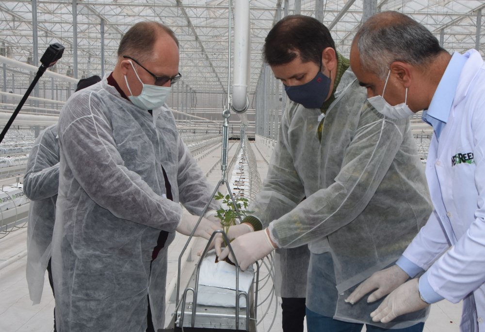 Jeotermal suyla ısıtılan cam seraya 120 bin domates fidesi dikildi