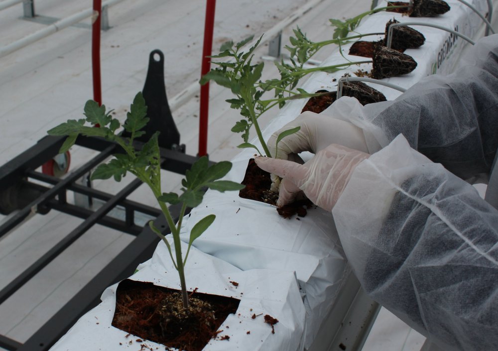 Jeotermal suyla ısıtılan cam seraya 120 bin domates fidesi dikildi